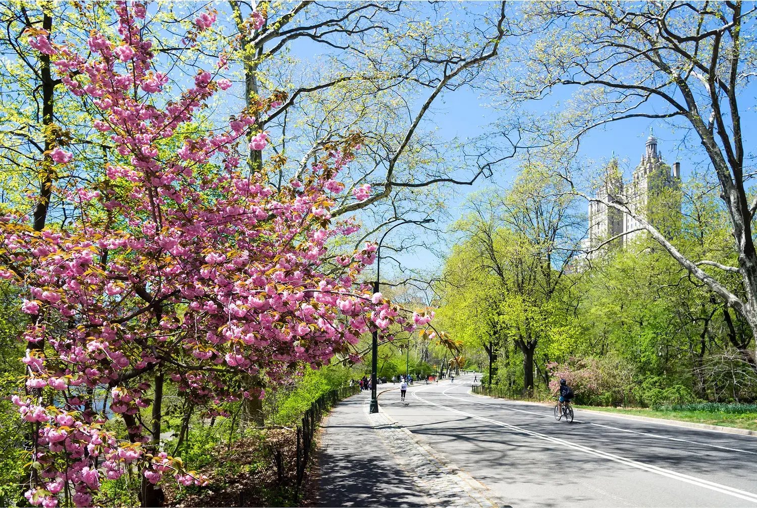 Central Park - Image by Katerina Elagina / Shutterstock.com